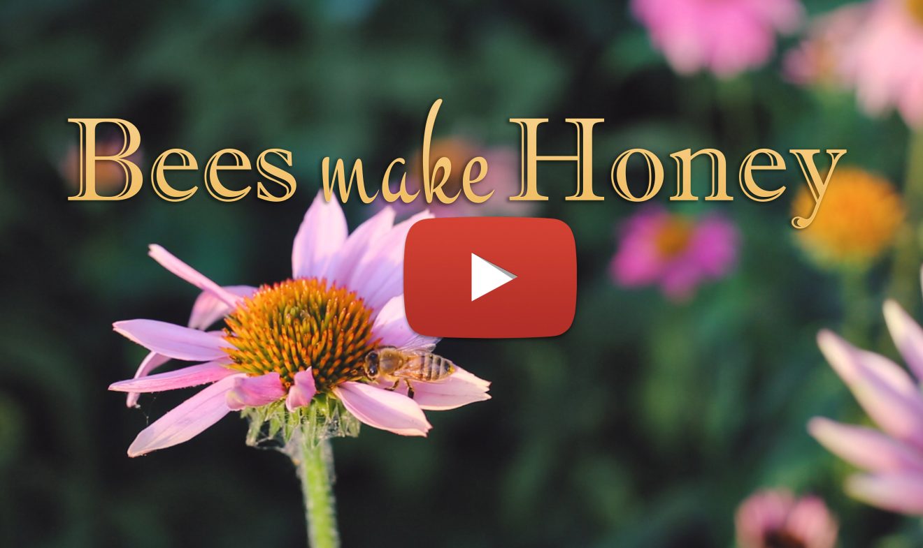 Bees Video-YouTube