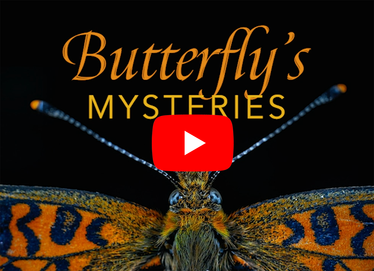 Butterfly's Mysteries youtube arrow