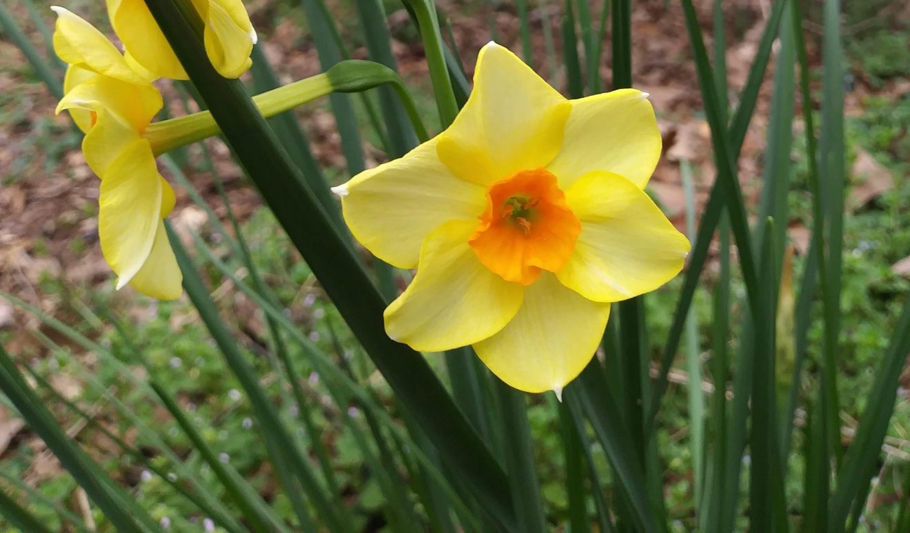 Orange-fill Narcissus, March 2020 crop