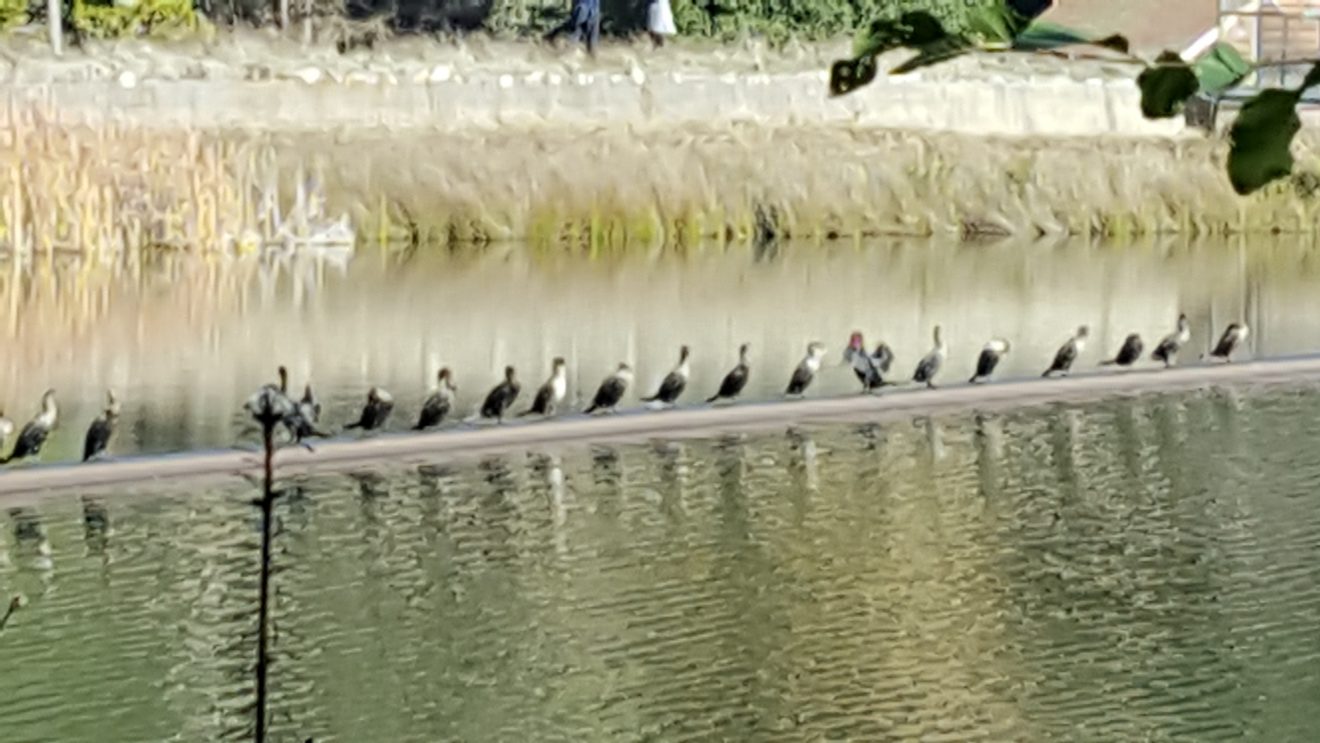 lake w:Cormorants