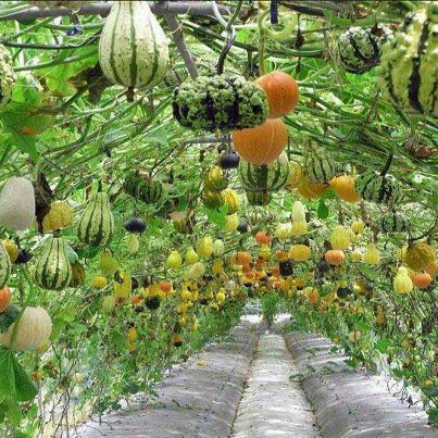 Gourds hanging