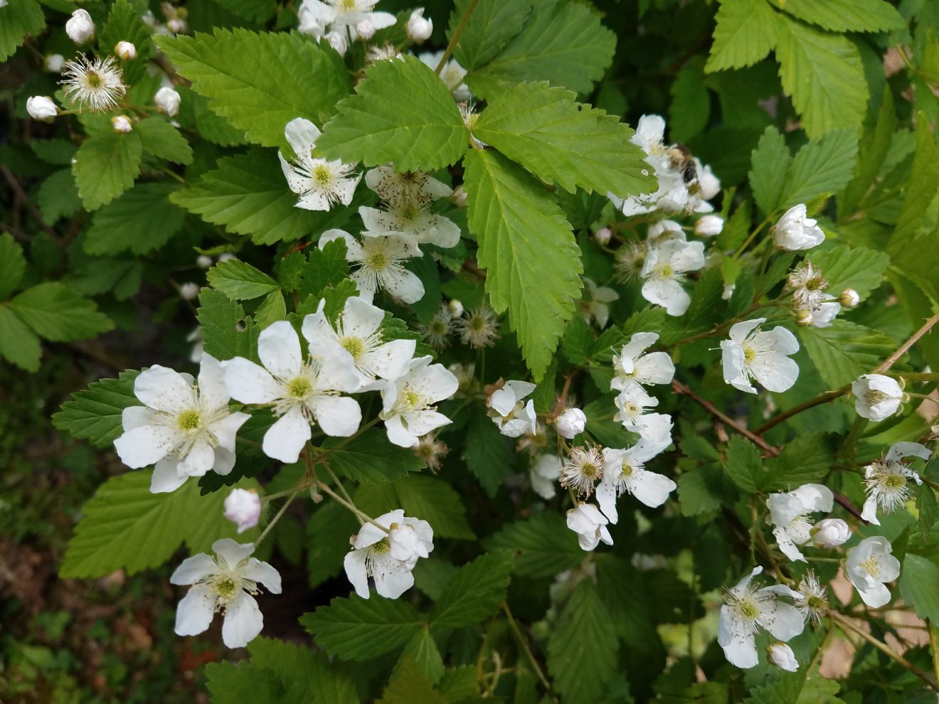 blackberry flowers - april