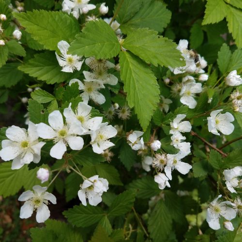blackberry flowers - april