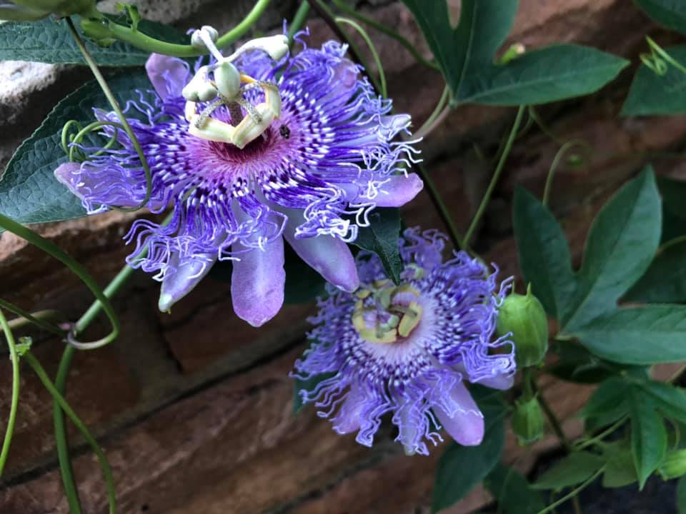 Lilikoi Passion Flower (photo by Susan Lachmann)