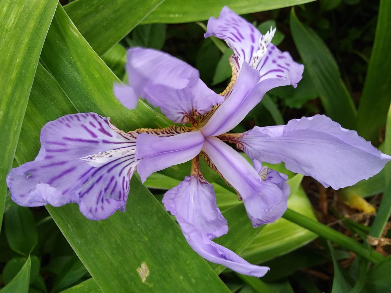 iris low purple
