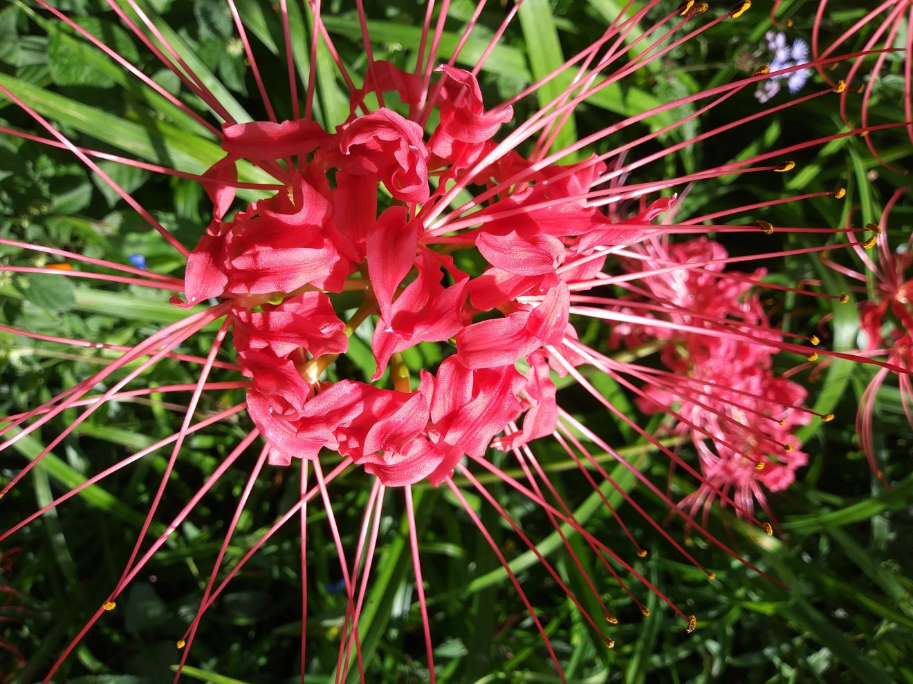 Spider Lily