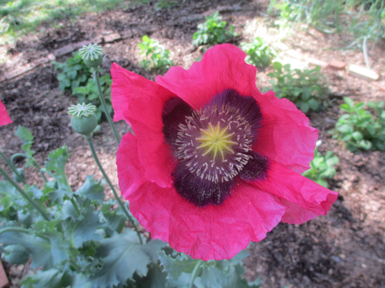 Poppy