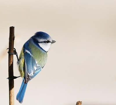 An Impromptu Glorious Chorus™ ~ Singing in the Morning!!